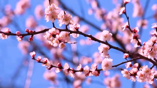 Wiosną Kwitnie Morela Lub Brzoskwinia Kwiatostany Wiśni — Wideo stockowe