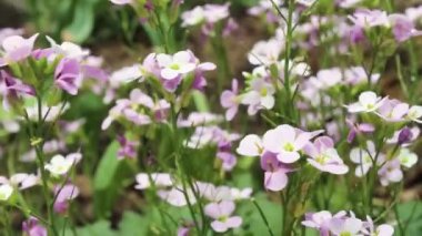 Kestane çiçekleri. Bahar çiçek açıyor..