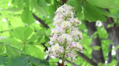 Kestane çiçekleri. Bahar çiçek açıyor..