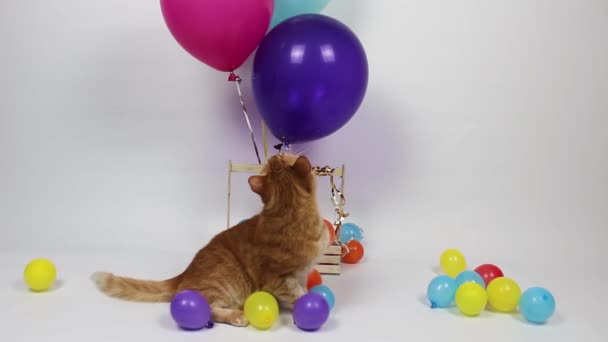 大きな多色のボール 小さなカラフルな風船の中の赤い猫 — ストック動画