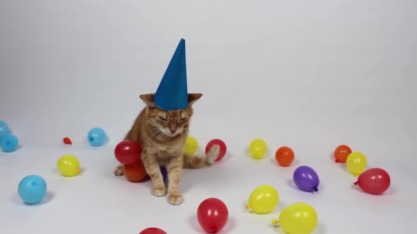 Rode Kat Met Een Feestelijke Hoed Kat Met Kleurrijke Bal — Stockvideo