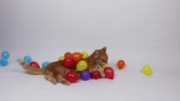 Μεγάλες Πολύχρωμες Μπάλες Κόκκινη Γάτα Μικρά Πολύχρωμα Μπαλόνια Μπαλόνια Γάτας — Αρχείο Βίντεο