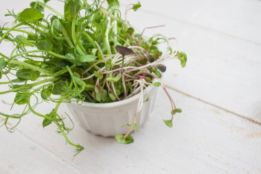Beyaz bir vazoda mikroyeşil. Bitkilerin tohumlarından filizlenen sebze filizleri. Beyaz arka planda mikroyeşil. kopyalama alanı