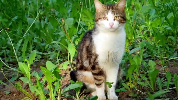 Hauskatze Sitzt Auf Dem Gras Und Blickt Die Kamera Tricolor — Stockvideo