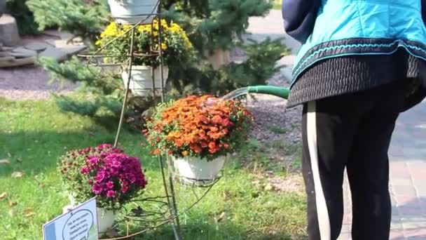 Een Vrouw Geeft Bloemen Water Uit Een Gieter Plantenverzorging Het — Stockvideo