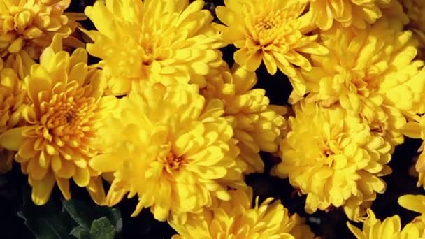 Sárga Virág Képeslap Szépség Dekoráció Mezőgazdaság Koncepció Design Színes Virág — Stock videók