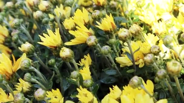 Fleur jaune pour carte postale décoration de beauté et conception de concept d'agriculture. Fleur colorée . 