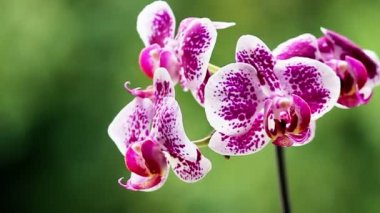 Yeşil arkaplanda bulanık bir orkide. Çok güzel bir çiçek. Bahçedeki çiçek. Orkide, bej desenli arka plan yok. Orkide Phalaenopsis veya Orkide güvesi.