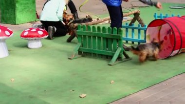 Bir park. Kız bir köpeği eğitiyor. Köpek siyah ve beyaz, emirleri yerine getiriyor.