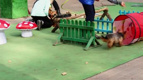 Parc Fille Entraîne Chien Chien Noir Blanc Exécute Des Commandes — Video