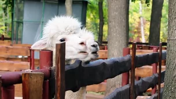 Zoológico Duas Lhamas Comem Cenouras Atrás Uma Cerca Pessoas Alimentam — Vídeo de Stock
