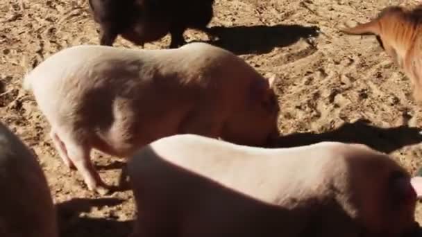 Zopark或保留地 在家和动物一起做的猪 国产野猪 — 图库视频影像