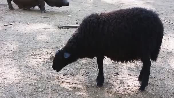 Зопарк Резерв Домашние Животными Чёрная Овца — стоковое видео