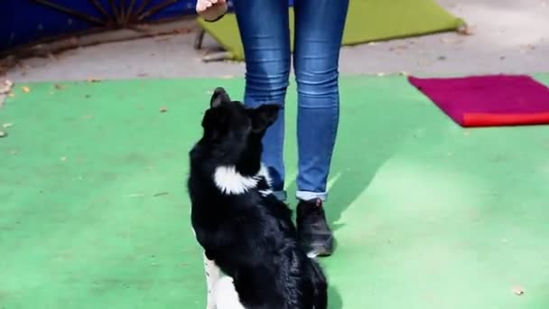 一个公园 女孩在训练一只狗 约克郡猎狗 执行命令 — 图库视频影像