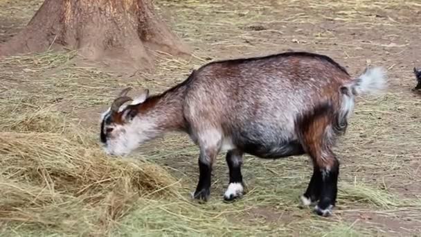 Zopark Reserva Caseiro Com Animais Cabra Come — Vídeo de Stock