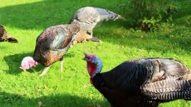 Hindiler çimlerin üzerinde yürür. Evcil hayvanlar. çiftlik hayvanları
