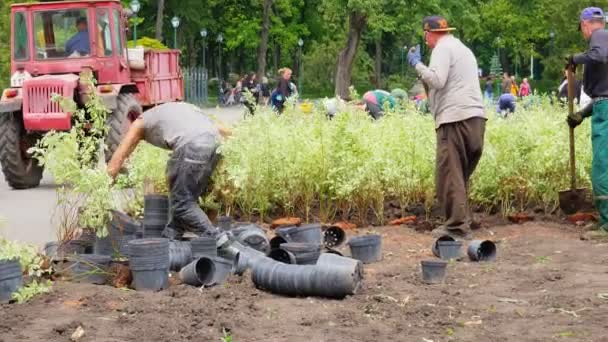 Mannen Planten Planten Het Park Groen Worden Van Steden — Stockvideo
