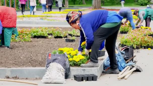 妇女在公园里种植植物 城市的景观美化 公园改善工程 — 图库视频影像
