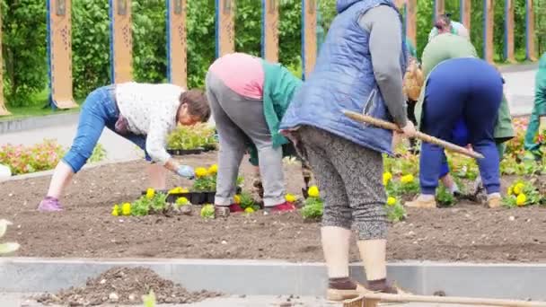 Women Plant Plants Park Landscaping City Park Improvement — Stock Video