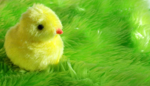 Pluche chick op groene achtergrond — Stockfoto