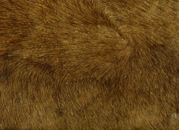 Cowhide with fur — Stock Photo, Image