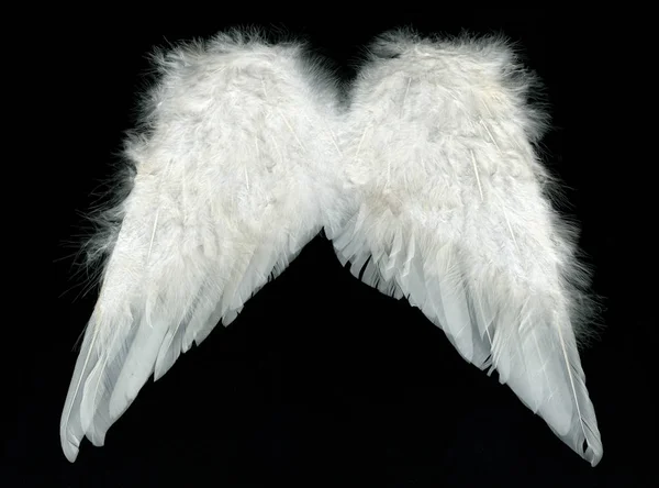 White wings over black background — Stock Photo, Image
