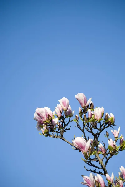 Magnolia kwiaty na tle niebieskiego nieba — Zdjęcie stockowe