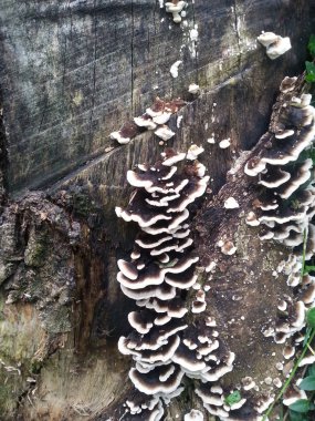 ahşap üzerine mantar