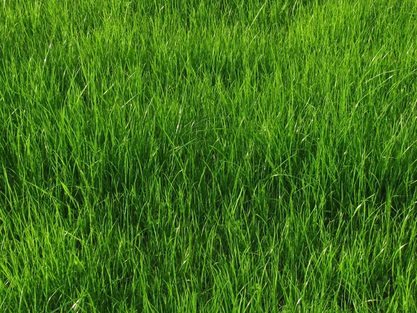 Hierba en el fondo del prado — Foto de Stock