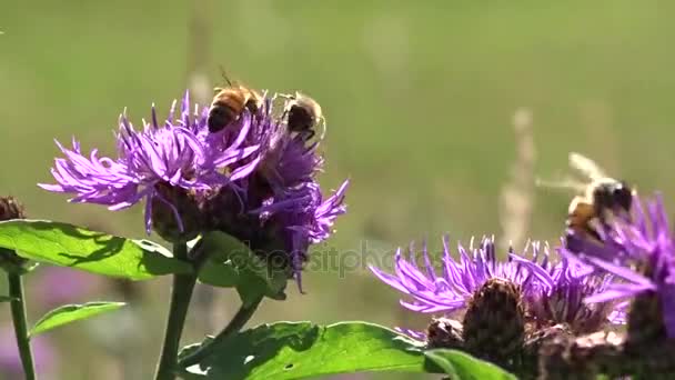 Μέλισσες που πετούν γύρω από τα λουλούδια — Αρχείο Βίντεο