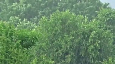 Fırtına sırasında bir ormanda ağır yağmur