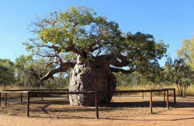 Giant Boab Tree clipart
