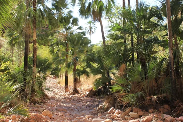 Palm yürüyüş Purnurlu Milli Parkı