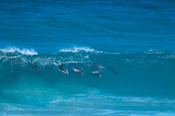 Sebuah pod lumba-lumba bermain di Australia surfing — Stok Foto