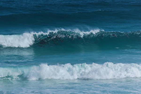 Yunusların sörf oynayan bir pod