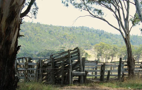 Vieille rampe de bétail, utilisée en Australie rurale . — Photo