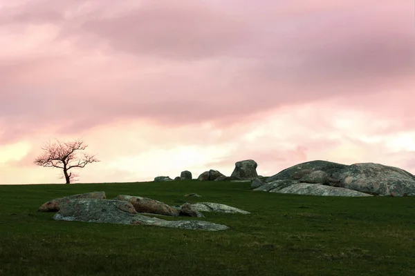 günbatımı kırsal Avustralya köpek kayalar üzerinde