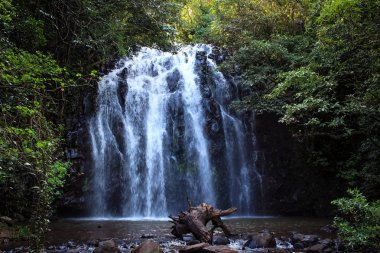Ellinja şelaleler Atherton Tablelands, Kuzey Queensland, Avustralya