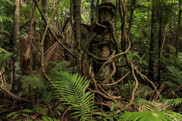 bükülmüş vines rainforest kuzeyde Queensland, Avustralya