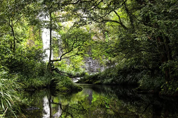 tropikal yağmur ormanlarında far north Queensland, Avustralya