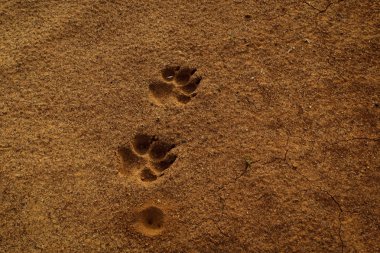 Dingo parça orta Çöl Avustralya
