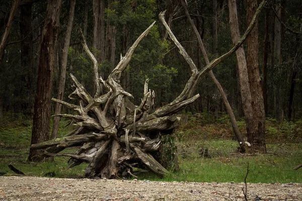 kalkık bir ölü ağaçlar