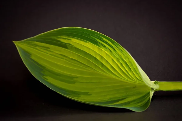 yeni yeşil yaprak ilkbaharda sesleri.