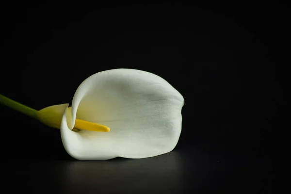 Fleur de lys blanc sur fond noir Images De Stock Libres De Droits