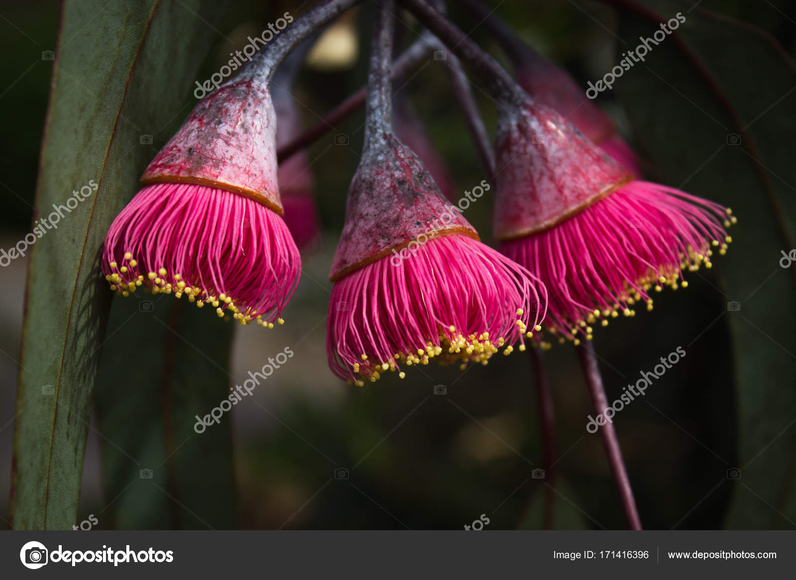 The Flowers From The Gum Nut On Australian Native Tree Stock Photo By C Bgudgeon Iprimus Com Au 171416396