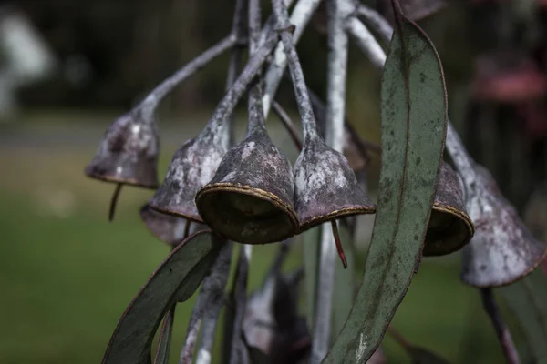 Australian gum nuts from the native gum tree