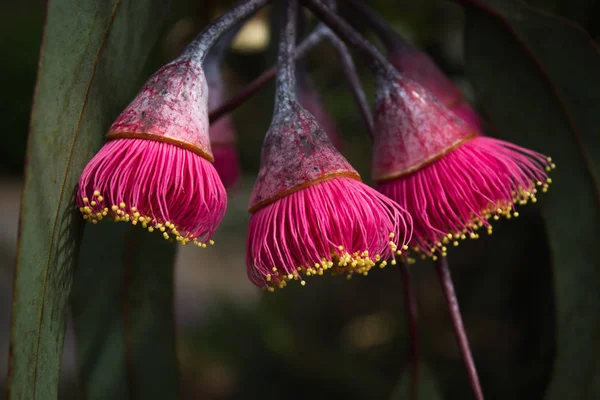 The flowers from the gum nut on australian native tree