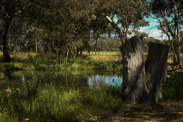 Tronc d'arbre mort à côté de l'eau — Photo