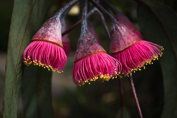 Les fleurs de la gomme de noix sur l'arbre indigène australien Images De Stock Libres De Droits