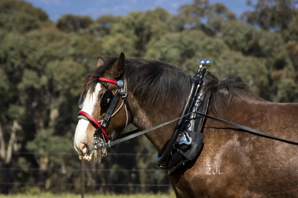 a working horse in harness ready for work